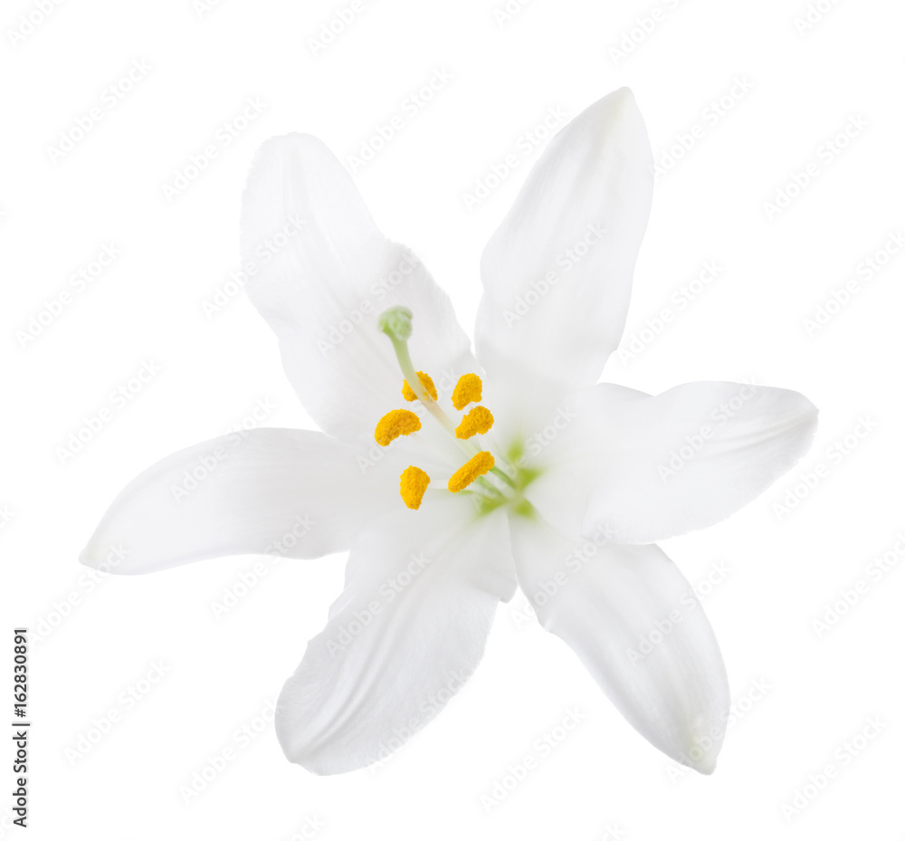 White lily isolated on a white background. White lily isolated on a white background.