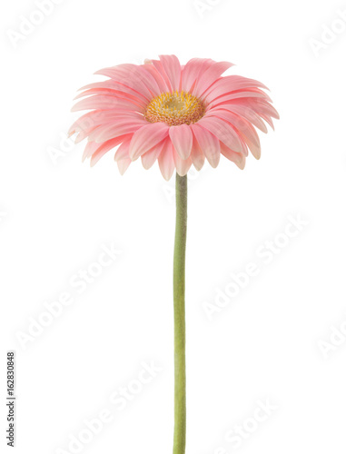 Coral pink Gerbera flower  isolated on white background.