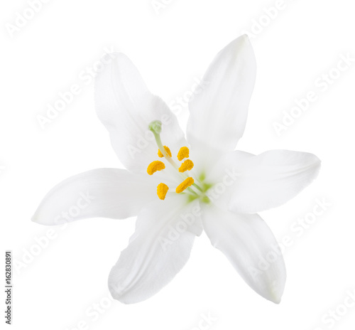White lily isolated on a white background.