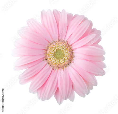 Fototapeta Naklejka Na Ścianę i Meble -  Light pink gerbera flower isolated on white background.