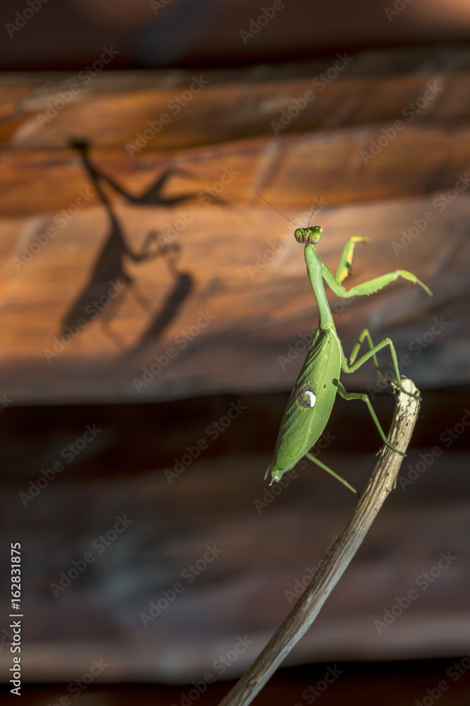 Praying mantis standing on a stick Praying mantis standing on a stick