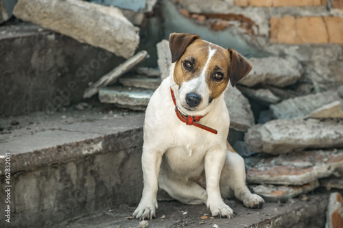 A dog Jack Russell Terrier sitting on the steps of destroyed building. Old brick wall background