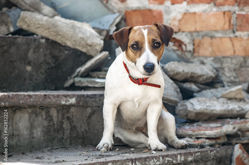 A dog Jack Russell Terrier sitting on the gray concrete steps of destroyed building. Old brick wall background