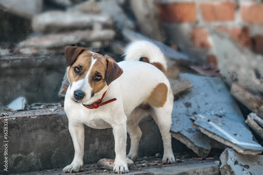 A dog Jack Russell Terrier standing on the steps of destroyed building. Old brick wall background A dog Jack Russell Terrier standing on the steps of destroyed building. Old brick wall background