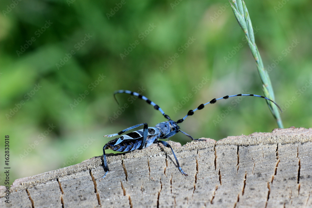 Alpine beetle Longhorn beetle Rosalia