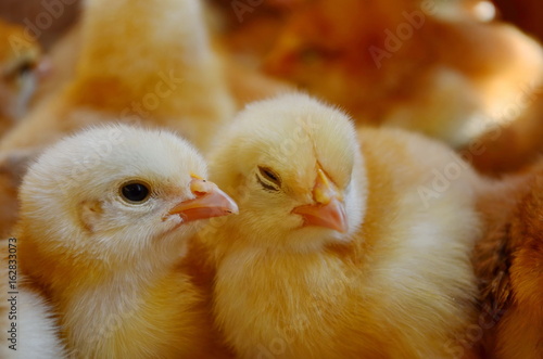 a lot of live chickens in a box photo