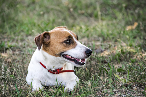 A small dog Jack Russell Terrier lying on green grass. A resting pet