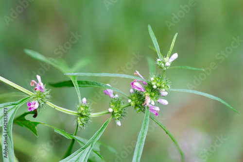 Herb Medicinal plants commonly called honeyweed or Siberian motherwort, Scientific name is Leonurus sibiricus photo