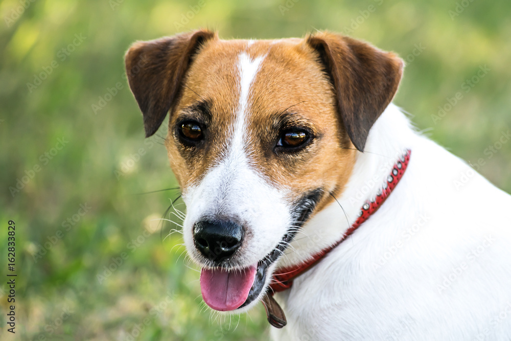 A cute dog Jack Russell Terrier looking to the camera