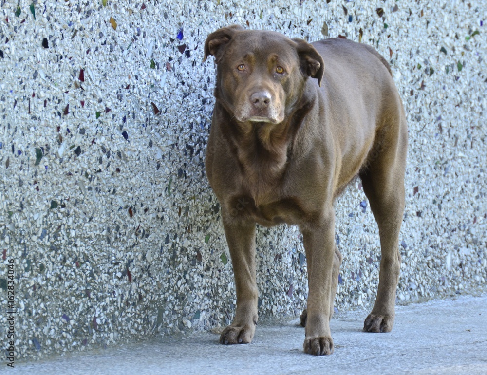 Stary pies (old dog)