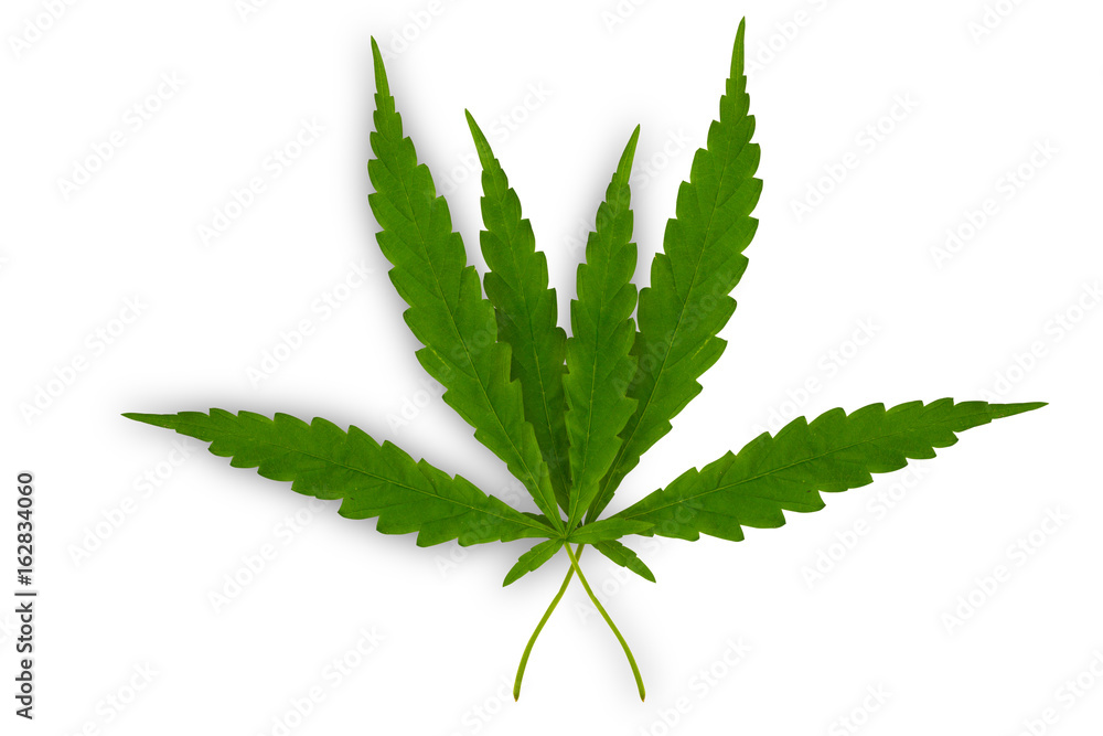 Small Marijuana Leaf with Marijuana young Plants isolate on white Background Small Marijuana Leaf with Marijuana young Plants isolate on white Background