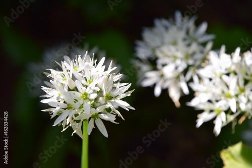 Bärlauchblüten
