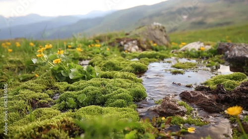 Mountain spring flowing down with vegetation and yellow flowers