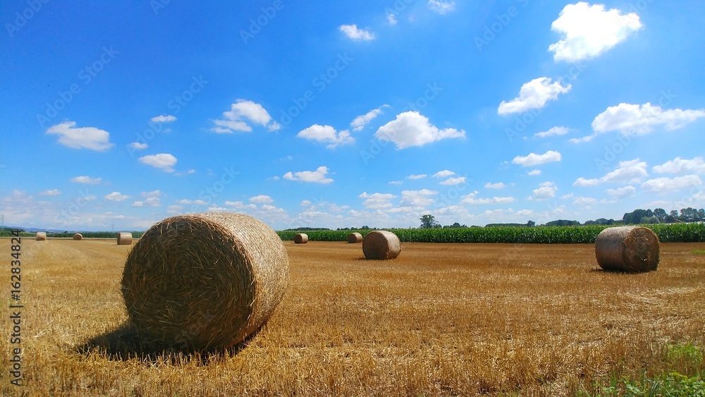 Paesaggio agricolo con rotoballe in estate