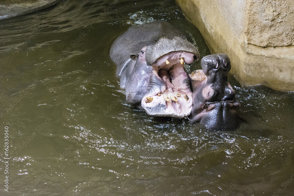 Fototapeta premium Hitting the hippos in dirty water.