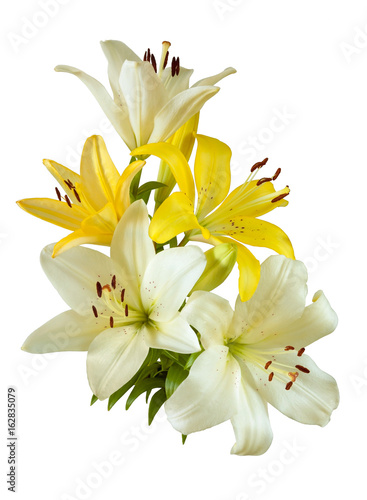  lilies isolated on white background