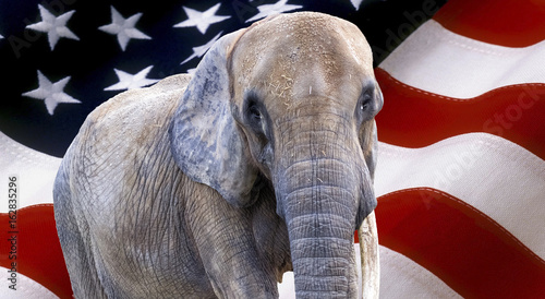 Photography elephant on usa flag used as background