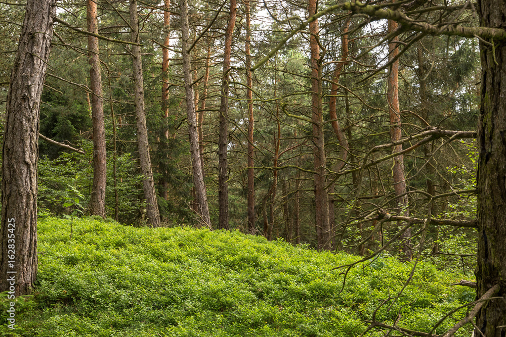 Obraz premium Kiefernwald
