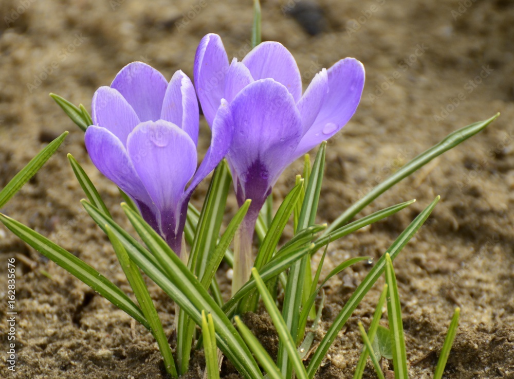 Krokus fioletowy (szafran, crocus, azafrán)