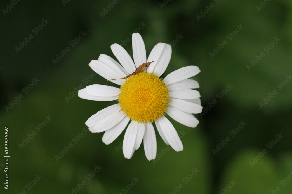 Fototapeta premium Marguerite