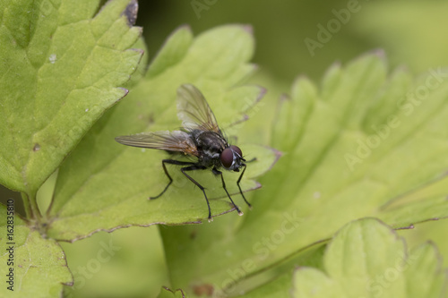 hoverfly