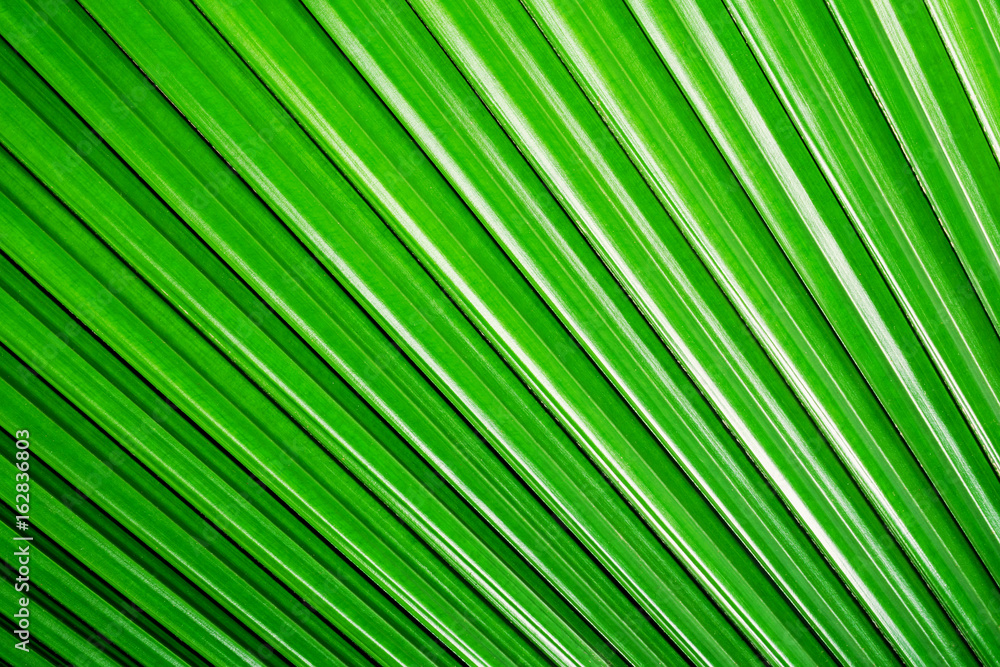 Fresh green leaf Fresh green leaf