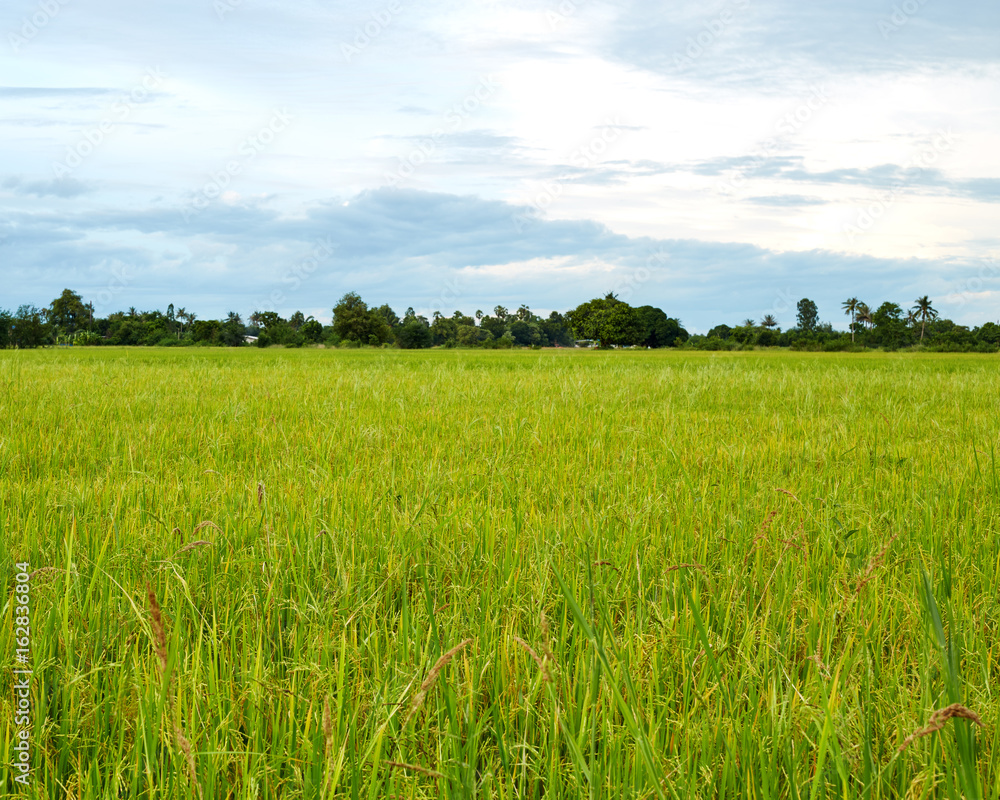 jasmine rice field in Thailand