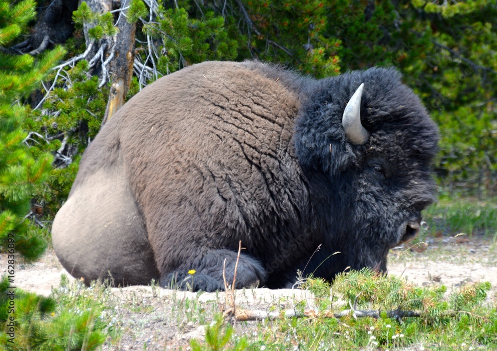 Fototapeta premium Montana