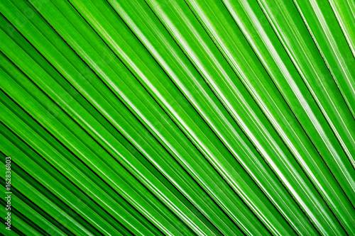 Fresh green leaf © aedkafl