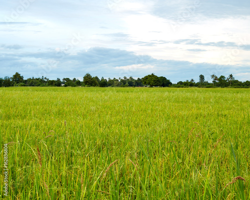 jasmine rice field in Thailand