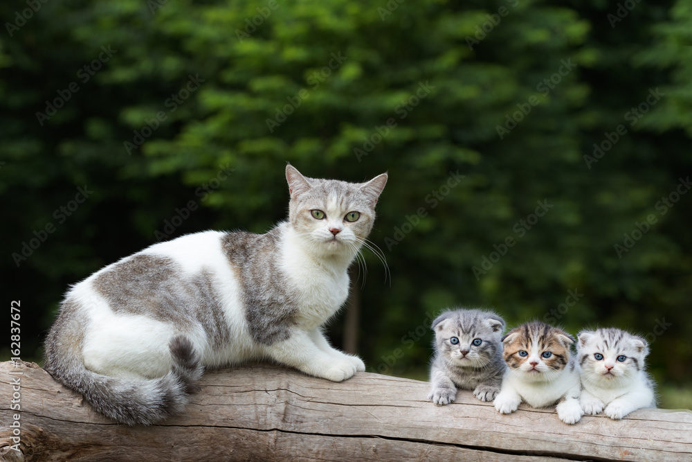 scottish fold, beautiful mother cat with kittens on timber over blur green forest background
