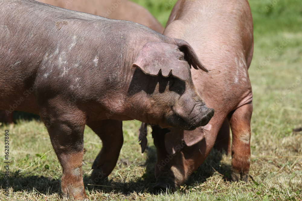 Fototapeta premium Young duroc pig herd grazing on farm field summertime