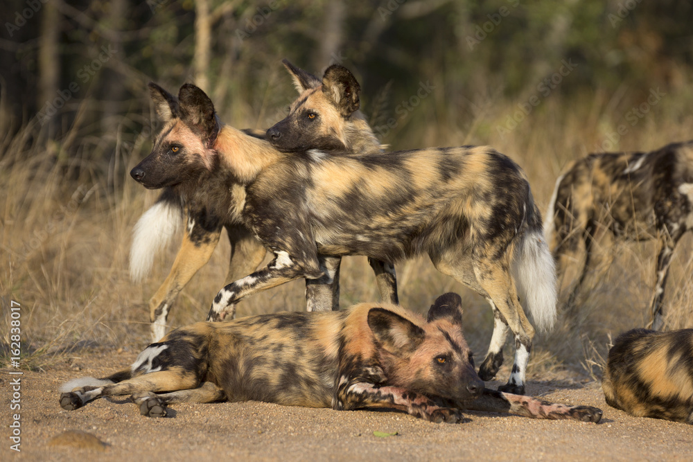 Fototapeta premium African wild dog portrait in it´s natural habitat