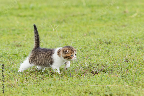 scottish fold, beautiful kitten playing on green grass background