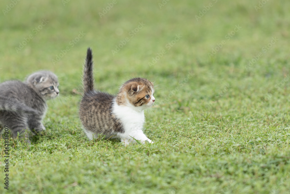 scottish fold, beautiful kitten playing on  green grass background