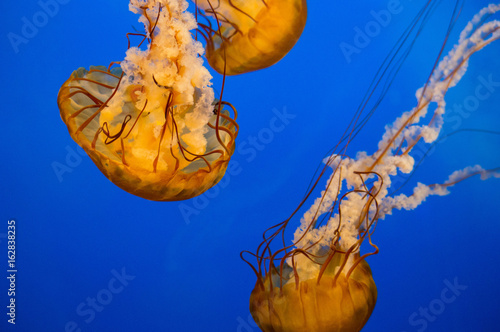 Orange jellyfish © Kirkpatrick photo