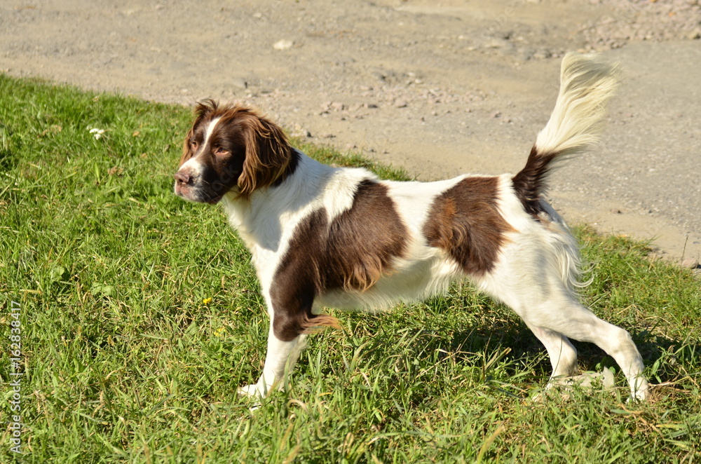 Pies (dog, hund, perro, chien)