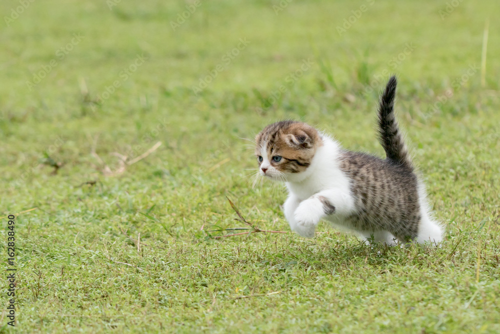 scottish fold, beautiful kitten playing on  green grass background