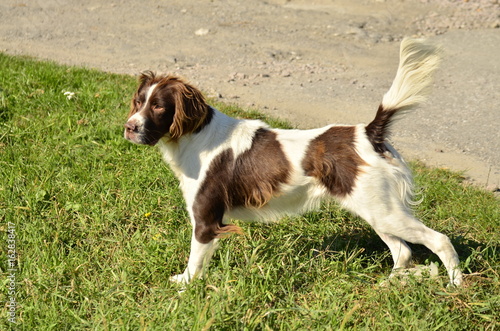 Obraz na płótnie Pies (dog, hund, perro, chien) w salonie