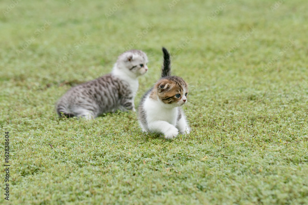 Obraz premium scottish fold, beautiful kitten playing on green grass background