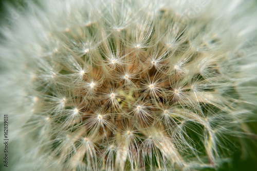 Macro photography of a dandelion