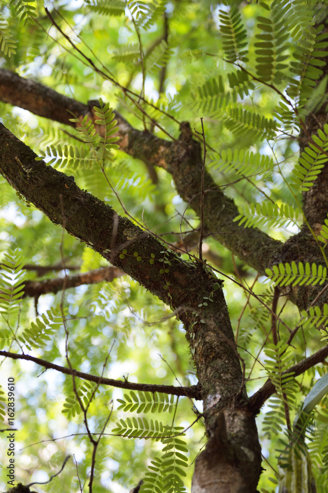 Obraz premium Green branches photo for your biology projects or botany publications.