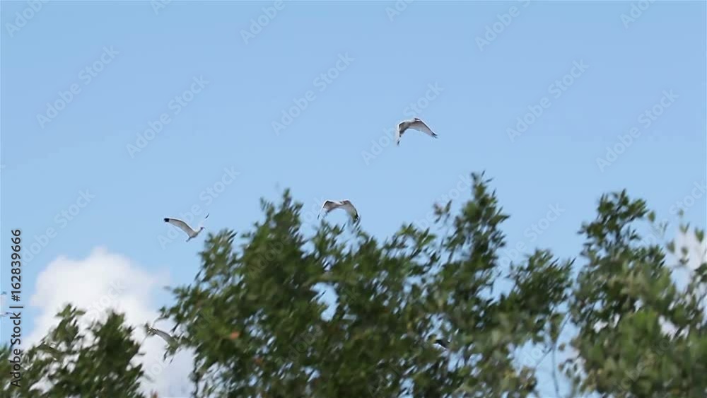 A flock of flying White Ibis (Eudocimus albus) in Zapata, Cuba. A flock of flying White Ibis (Eudocimus albus) in Zapata, Cuba.