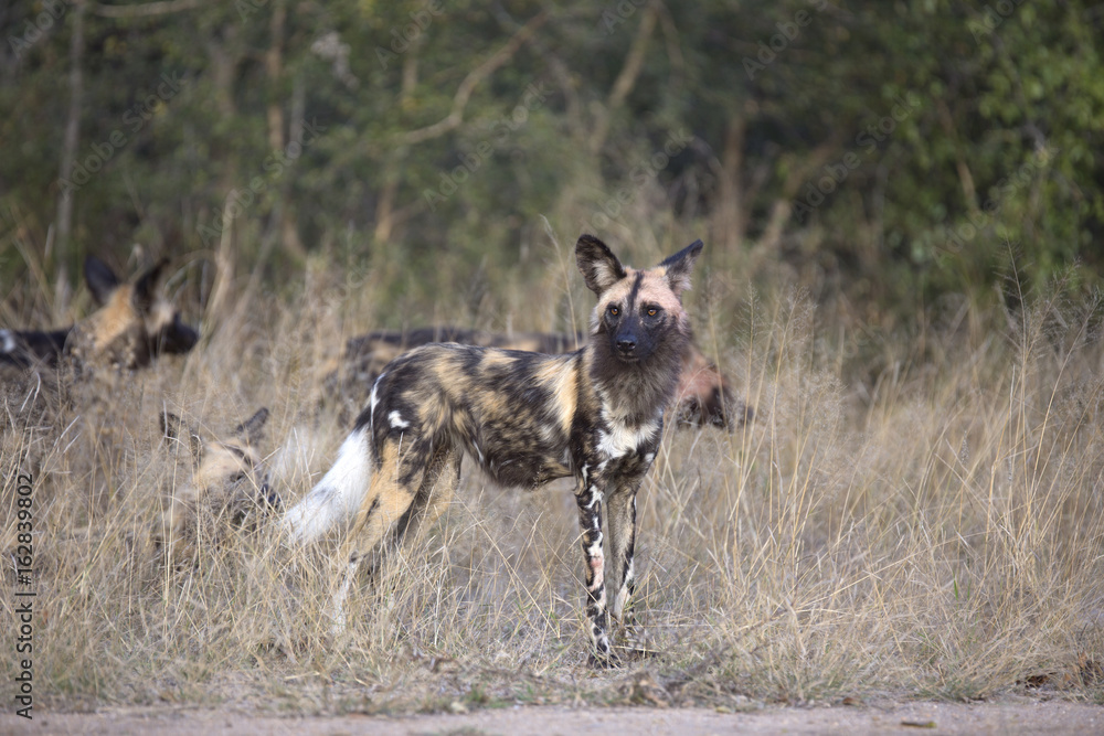 Fototapeta premium African wild dog portrait in it´s natural habitat