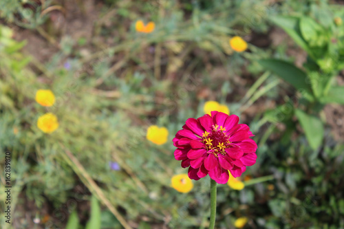 Pink Flower in the Garden