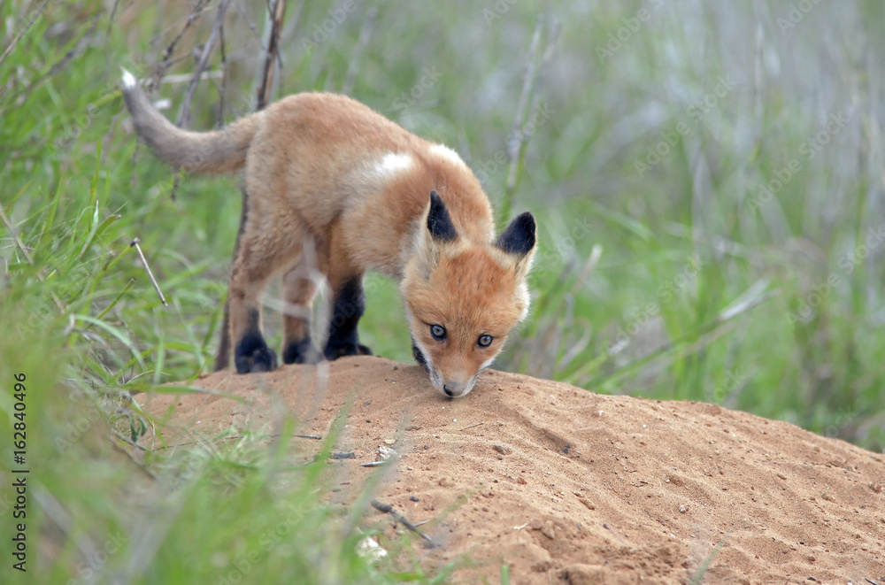 Obraz premium beautiful little furry Fox