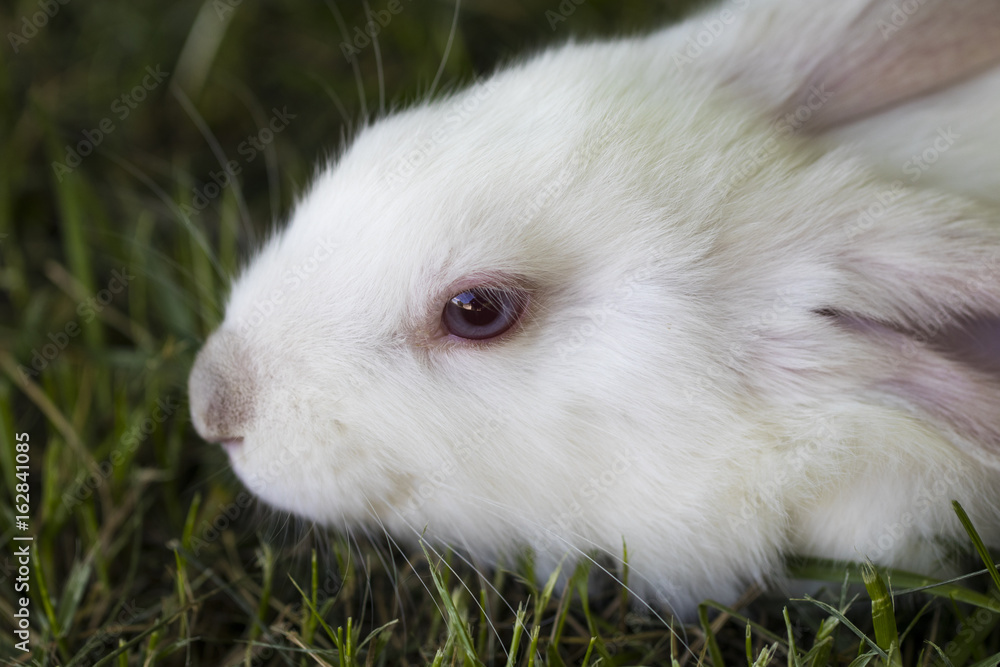 Little funny rabbit running on the field in summer Little funny rabbit running on the field in summer