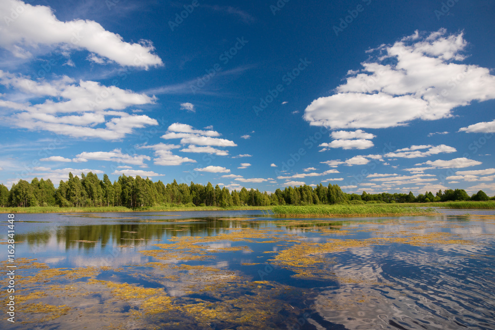 Duckweed. Typical summer lake scene, Belarus. Summer landscape with forest lake and blue cloudy sky. Lake landscape in summer. Summer duckweed lake near the forest at sunny day,with clouds on the sky 