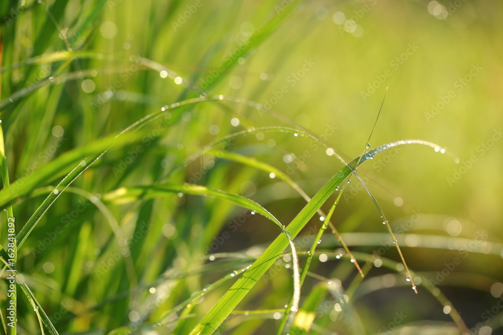 Dew Dew