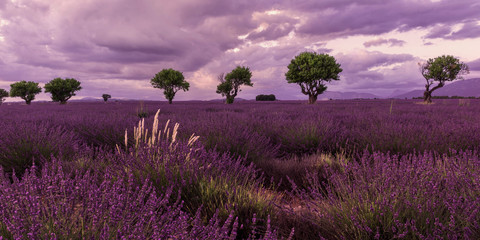Gartenposter Lavendelblüten Lavendellandschaft  © Baillou